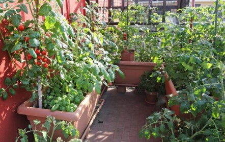 Балконные огурцы и помидоры — способы выращивания