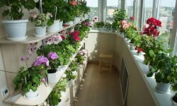 Обзор лучших цветов для выращивания на балконах и лоджиях