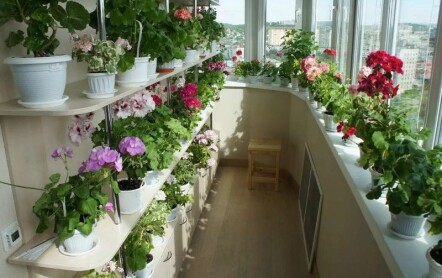 Обзор лучших цветов для выращивания на балконах и лоджиях