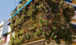 Обзор вьющихся балконных растений — какие цветы можно посадить