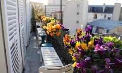 Цветы на балконе — правила выращивания анютиных глазок (виол)