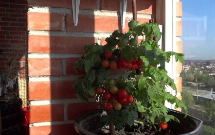 Балконные томаты черри — правила выращивания и ухода