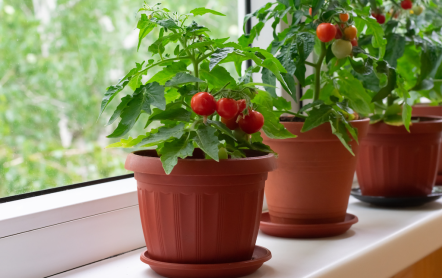 Правила выращивания балконных томатов — обзор лучших сортов
