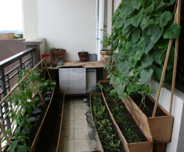 Сорта огурцов для балкона и подоконника самоопыляемые: какие сортавыращивать