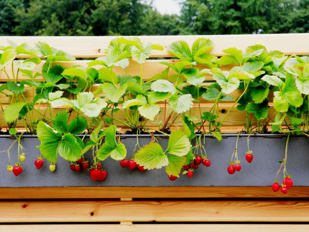 Клубника на балконе: как выращивать и опылять, лучшие сорта с описанием